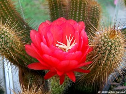 Trichocereus huascha